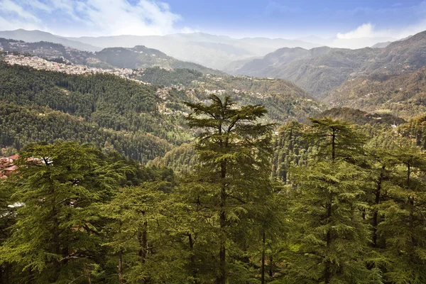 Alberi sulle montagne — Foto Stock