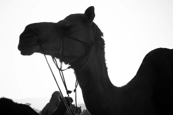 Camels à Pushkar Camel Fair — Photo