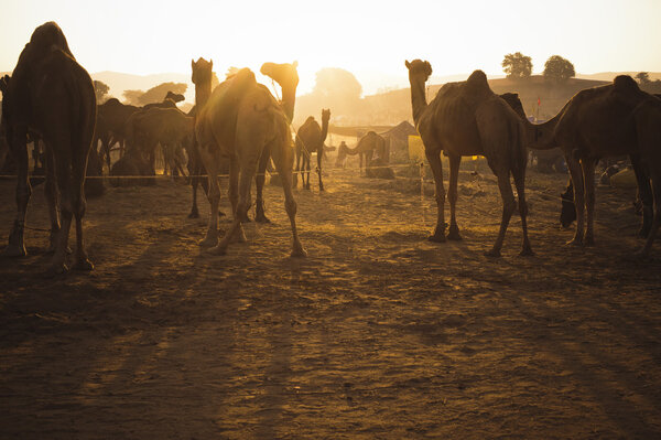 Верблюды на ярмарке верблюдов в Пушкаре
