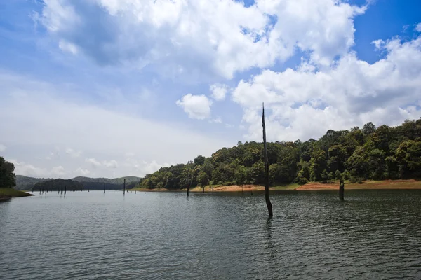 Dead trees in a lake — Stock Photo, Image