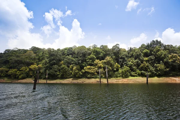 Dead trees in a lake — Stock Photo, Image