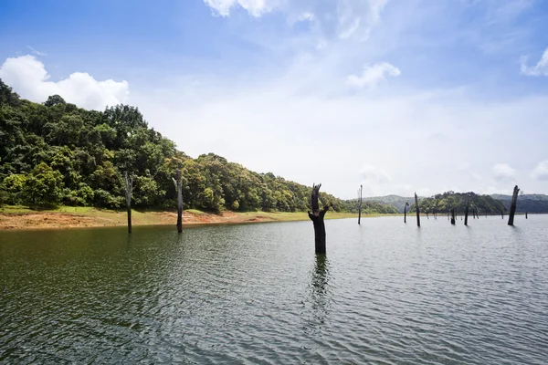 Dead trees in a lake — Stock Photo, Image