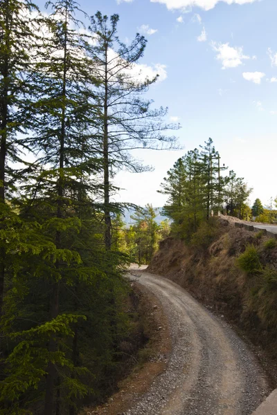 Grusvägen som passerar genom en skog — Stockfoto