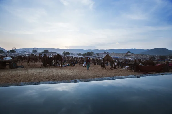 Scéna v pushkar velbloud v časných ranních hodinách — Stock fotografie