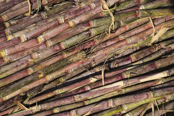 Heap of sugar canes — Stock Photo, Image