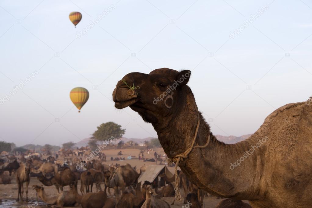 Camels with hot air balloons