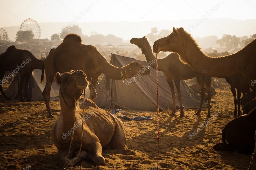 Camels at Pushkar Camel Fair