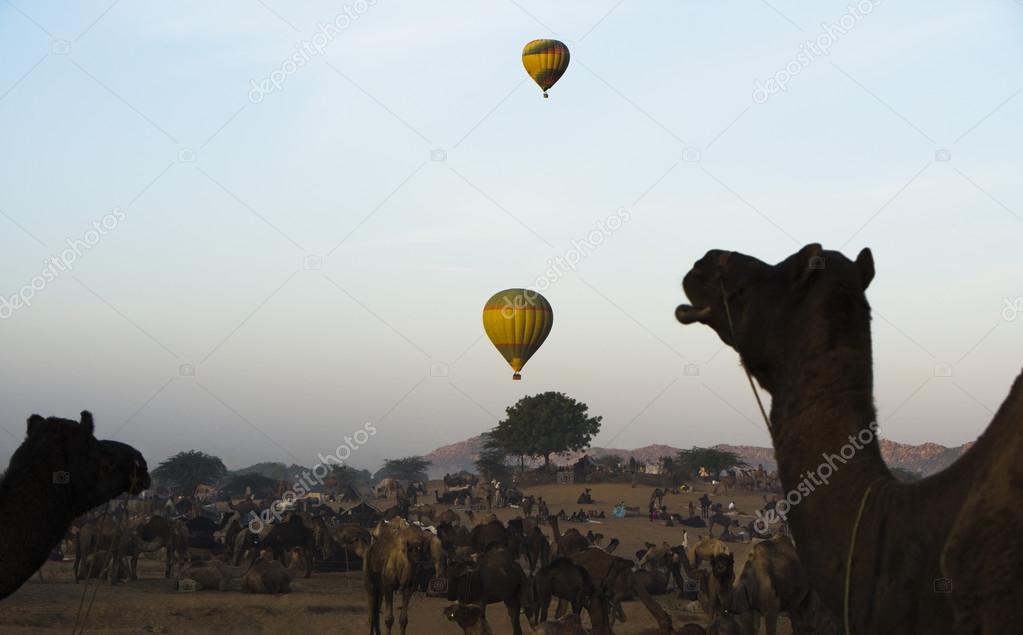 Camels with hot air balloons