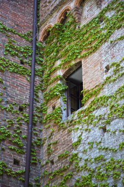 bir duvarda, castello delle quattro torra büyüyen sarmaşık