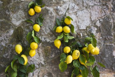 bir duvarda asılı limon