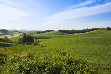 ağaçlar ve bitkiler bir tepe üzerinde