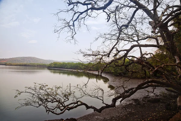 Réflexion des arbres sur l'eau — Photo