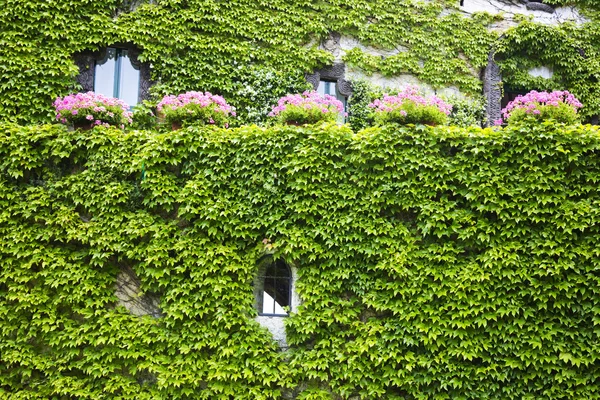 Hus täckt med murgröna — Stockfoto