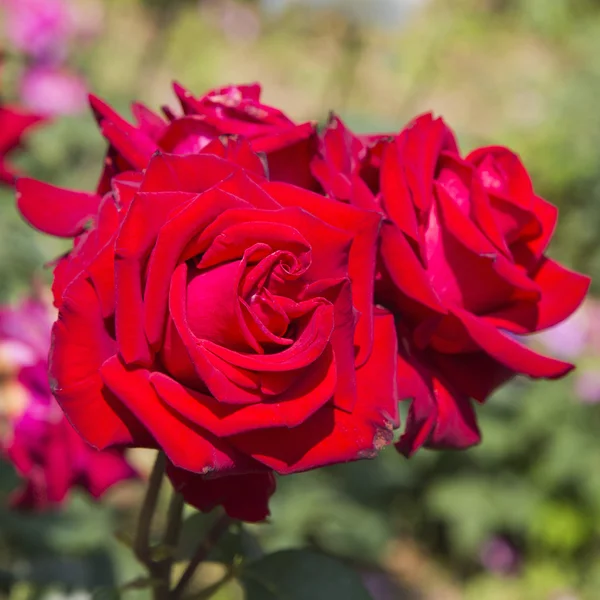 Rose flowers — Stock Photo, Image