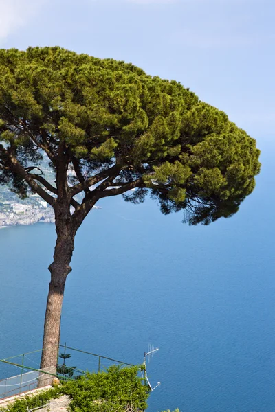 Tree at the coast — Stock Photo, Image