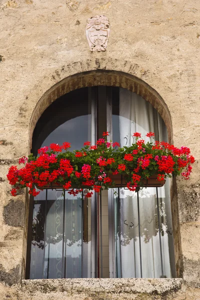 Bloemen op vertoning op een venster — Stockfoto