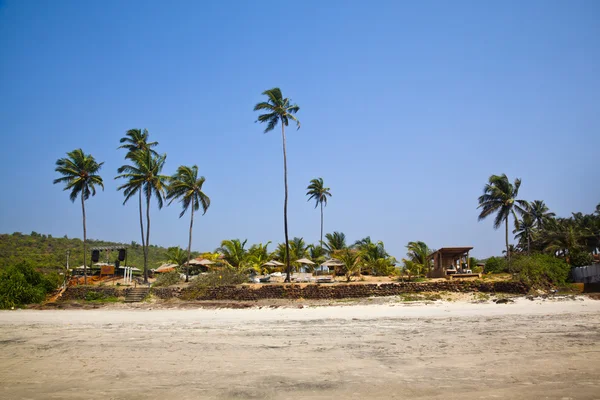 Drzewa palmowe na plaży — Zdjęcie stockowe