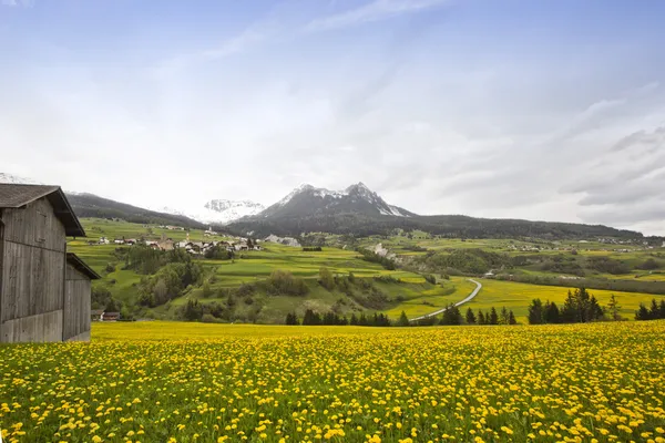 Fleurs jaunes en fleurs dans une vallée — Photo