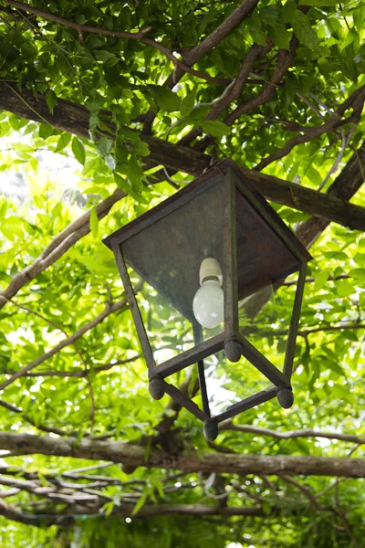 Lantern hanging on a tree — Stock Photo, Image