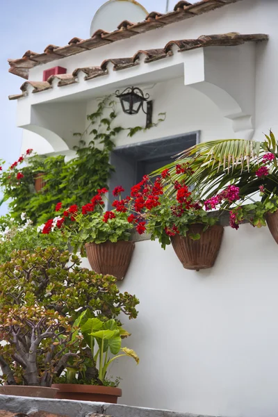 Plantas en maceta — Foto de Stock