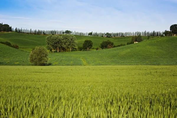 Cultivo em um campo — Fotografia de Stock