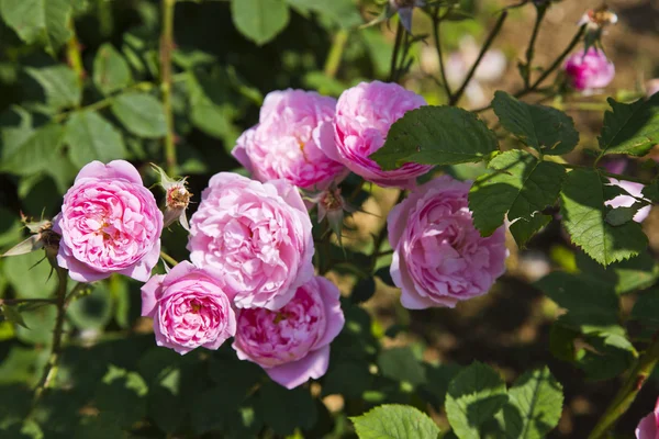 Rose flowers — Stock Photo, Image