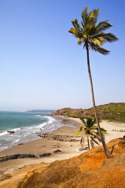 Palm trees on the beach — Stock Photo, Image