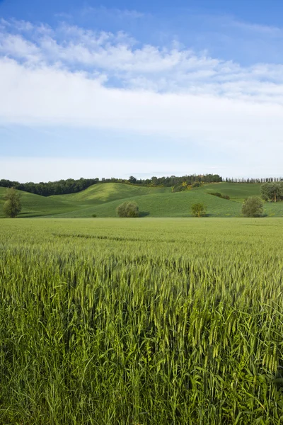 Bijsnijden in een veld — Stockfoto