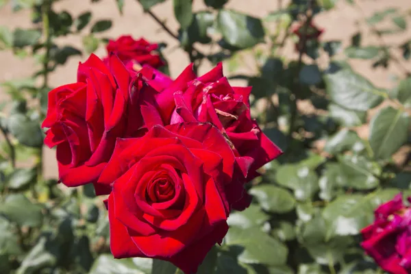 Rose flowers — Stock Photo, Image