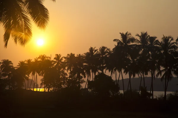 Silhouette of palm trees at dusk — Stock Photo, Image