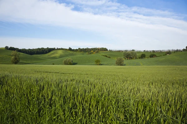 Bijsnijden in een veld — Stockfoto