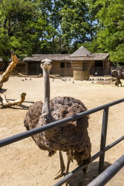 Devekuşu bir hayvanat bahçesi