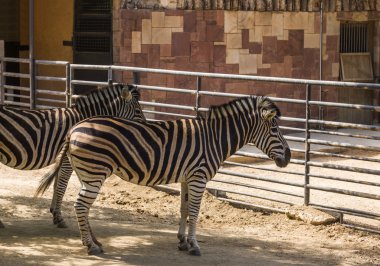 Zebralar bir hayvanat bahçesi