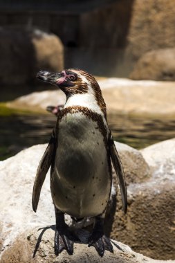 Penguen bir hayvanat bahçesi