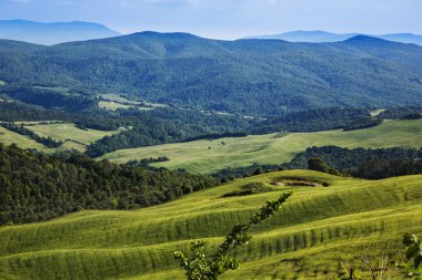 Manzara üzerindeki ağaçlar