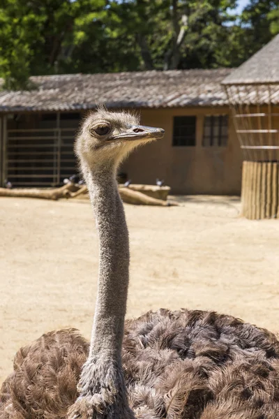 Autruche dans un zoo — Photo