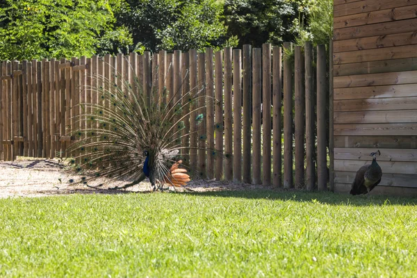 Peafowl indiano maschio — Foto Stock