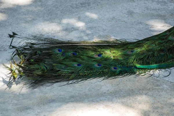 Tail of peafowl — Stock Photo, Image