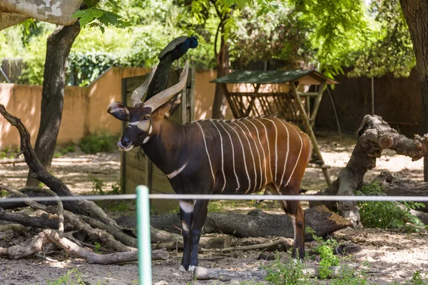 Bongo em um zoológico — Fotografia de Stock