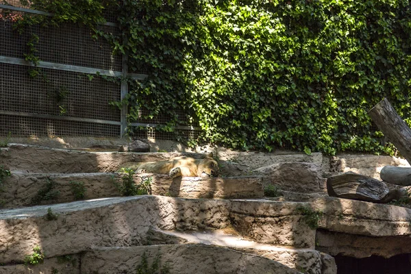 Löwe im Zoo — Stockfoto