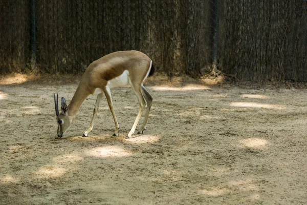 Gazelle im Zoo — Stockfoto