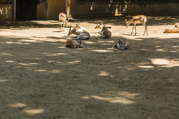 Gazelles in a zoo — Stock Photo, Image