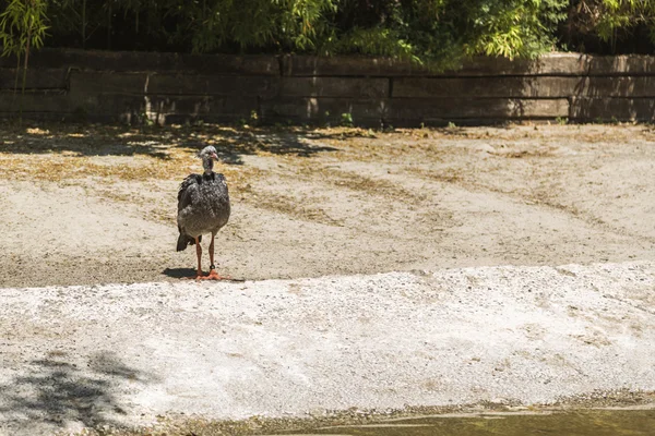 Struts i en djurpark — Stockfoto