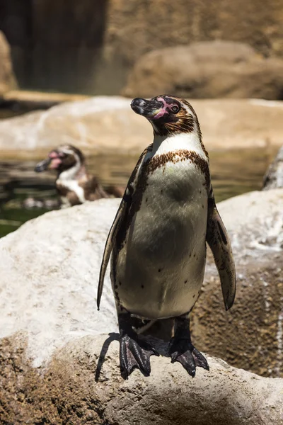 Pingviner i en djurpark — Stockfoto