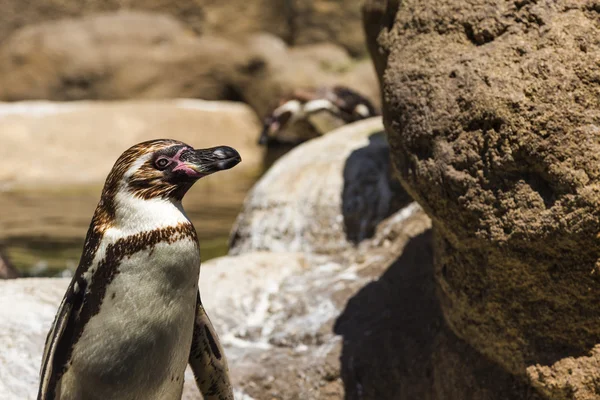 Pingvin i en djurpark — Stockfoto