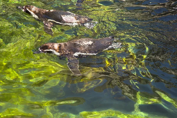 Penguins swim — Stock Photo, Image