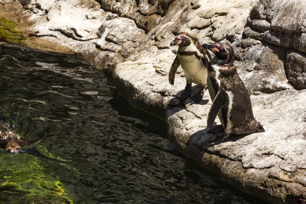 Pingviner i en djurpark — Stockfoto