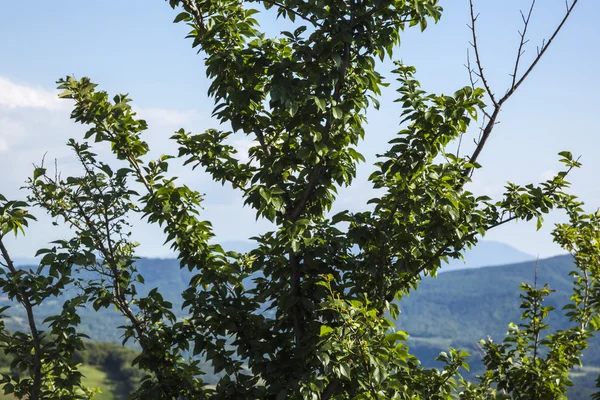 Tree with hills — Stock Photo, Image