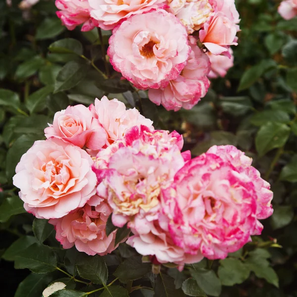 Close-up de flores de rosa — Fotografia de Stock