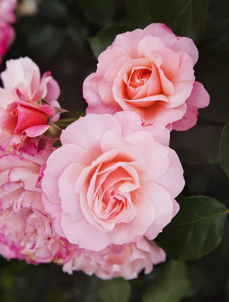 Μεγέθυνση του ροδαλά λουλούδια — Φωτογραφία Αρχείου